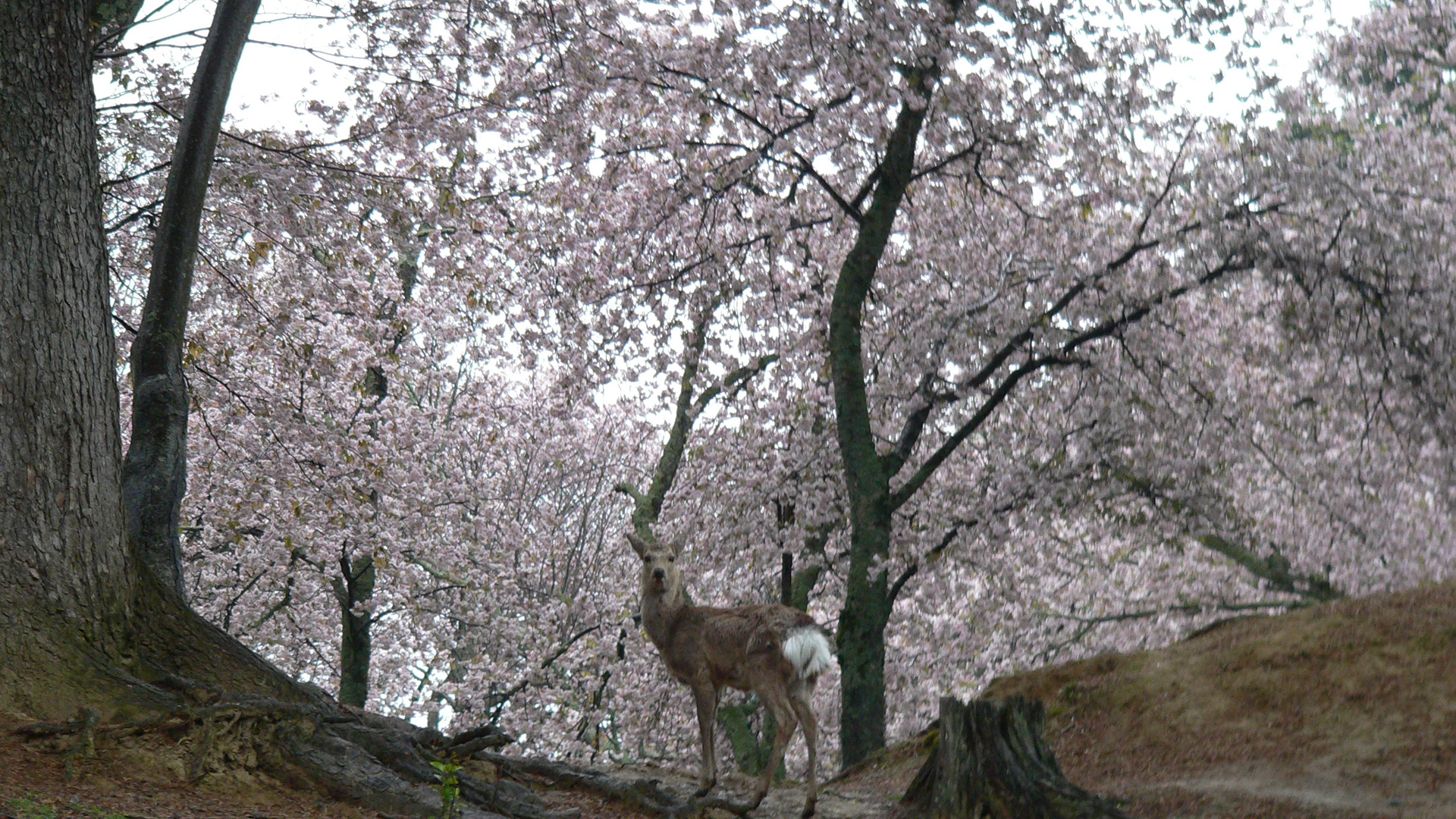 茶山園地